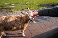 Half-Day Edam and Volendam Private Walking Tour from Amsterdam 8