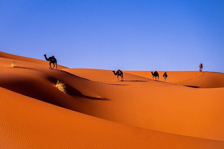 Private Desert Odyssey: Marrakech to Merzouga Camel Trekking Adventure