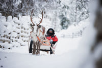 Husky and Reindeer Experience 4