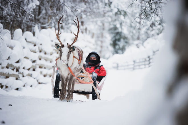 Husky and Reindeer Experience photo 4
