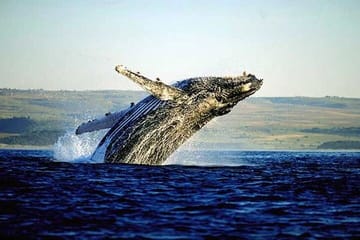 Hermanus Private Full-Day Tour: Whale Watching Adventure