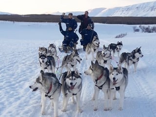 Dog Sledding in Akureyri, photo 9
