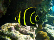 Tulum Ruins, Akumal Turtles & Cenote Combo Tour 10