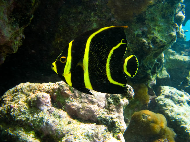 Tulum Ruins, Akumal Turtles & Cenote Combo Tour 10