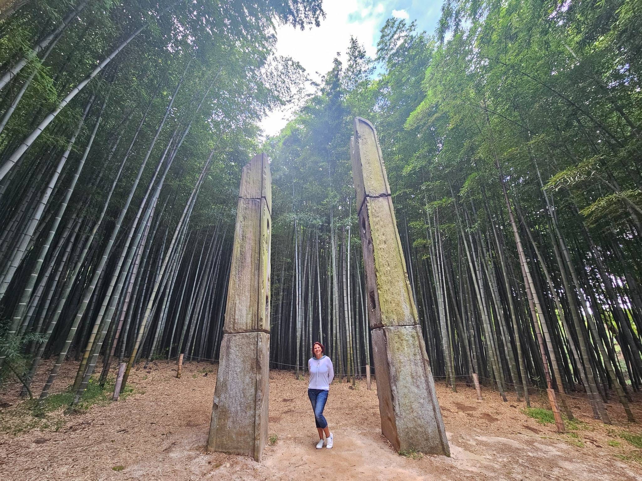 Sunbeams shining through the dense bamboo forest of Ahopsan