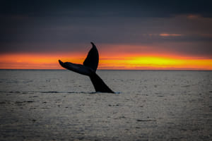 Midnight Sun Whale Watching