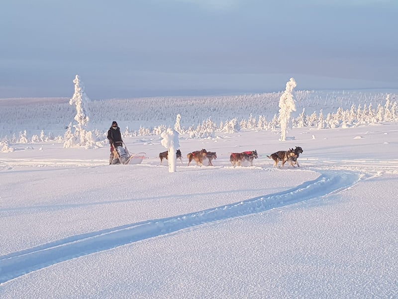 Husky Safari 10 km, photo 4