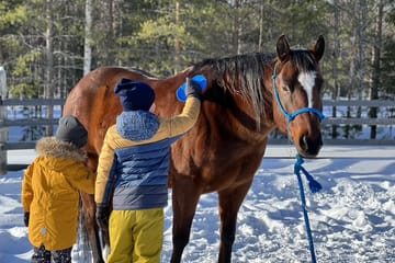 Horseback Riding Tour Through Snowy Landscapes in Kemijärvi