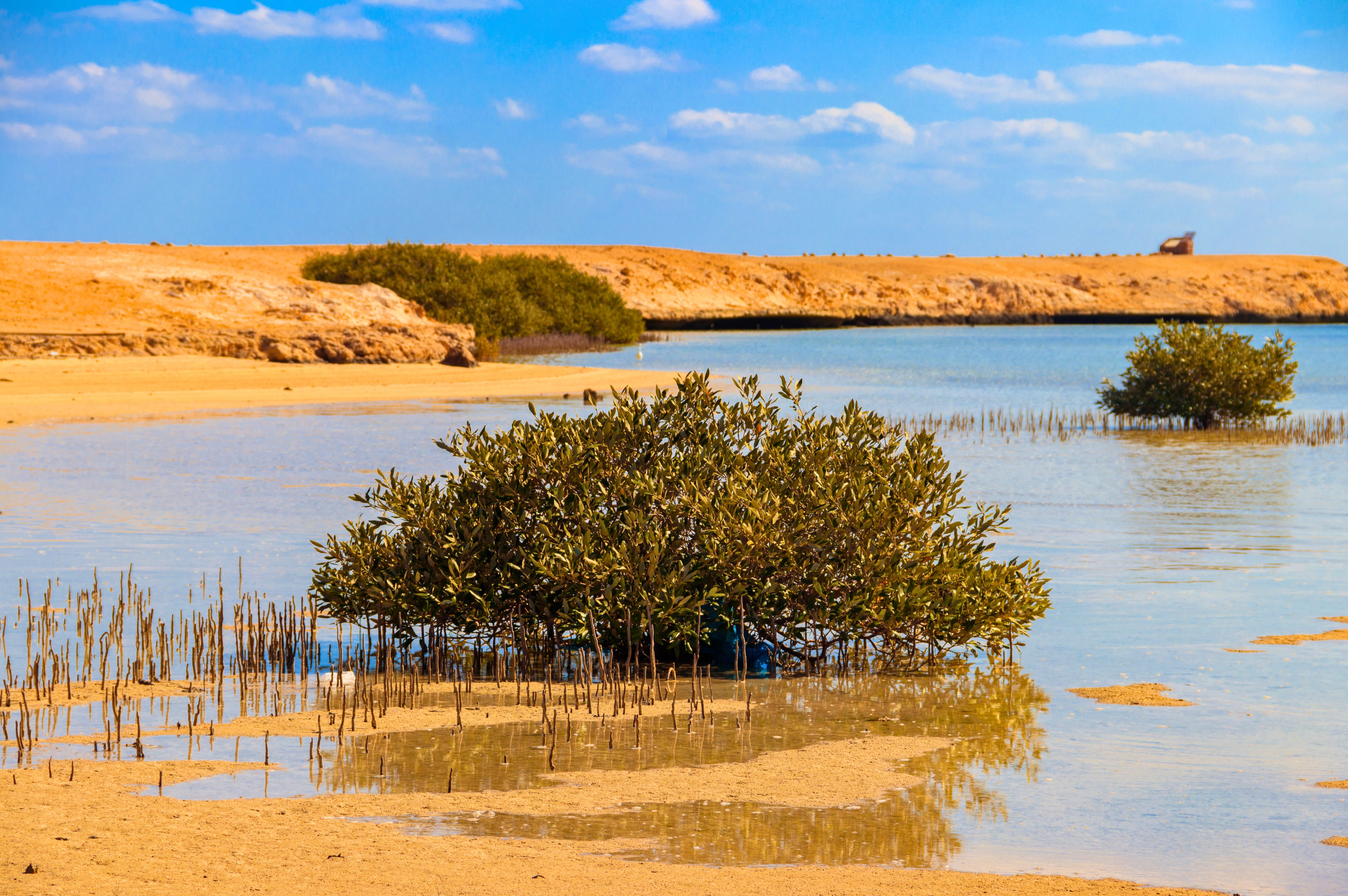 Vibrant mangrove tree in shallow, clear saltwater lagoon on the golden desert shoreline of Ras Mohammed National Park.