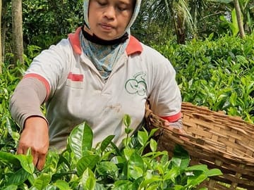 Harvesting Tea Leaves at the Tea Village