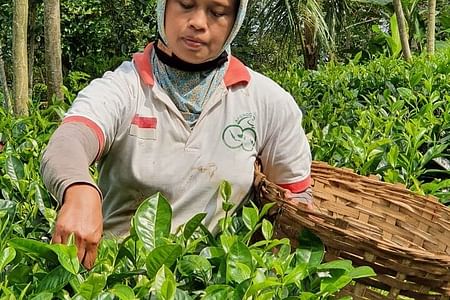 Private Half-Day Tea Village Discovery with lunch in Yogyakarta