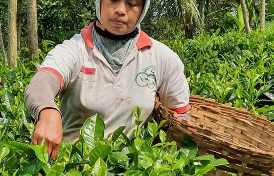 Private Half-Day Tea Village Discovery with lunch in Yogyakarta