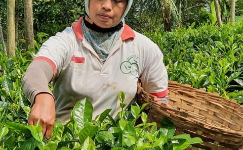 Private Half-Day Tea Village Tour with Lunch in Yogyakarta