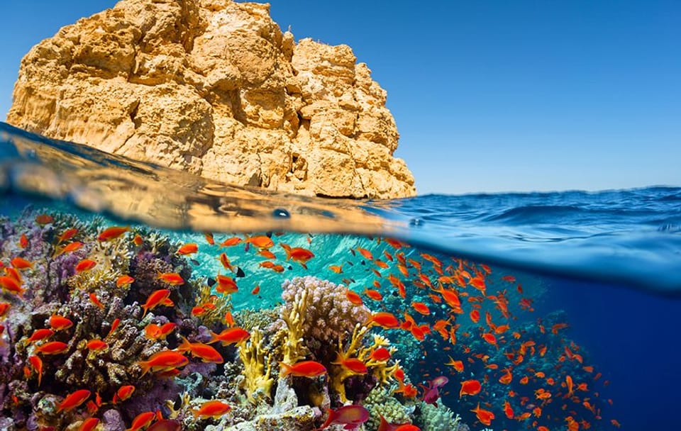 Half-Day Bus Tour of Ras Mohamed Nature Reserve, Sharm El Sheikh