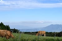 Akaushi cattle graze on the way up Mt. Aso.