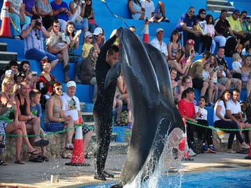 Dolphin Show Experience at Dolphin View in Sharm El Sheikh