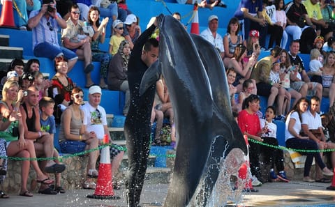 Dolphin Show Experience at Dolphin View in Sharm El Sheikh
