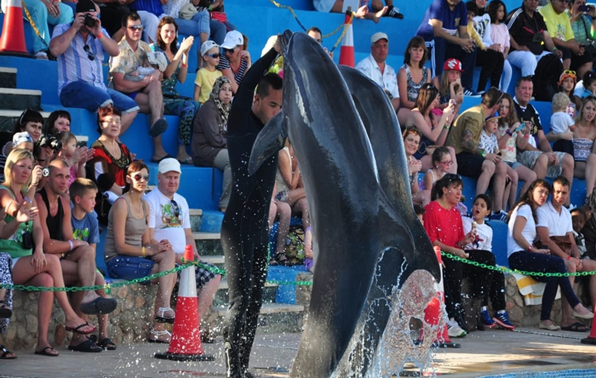 Dolphin Show Experience at Dolphin View in Sharm El Sheikh