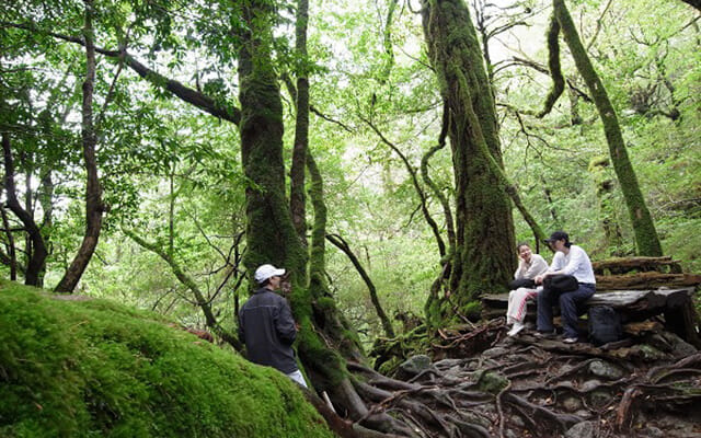 Shiratani-Unsuikyo Trekking Tour in Yakushima Island photo 2