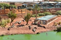 Agadir Dolphin Show & Crocodile Parc | 1 Day : Private & Luxury 9