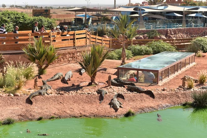 Agadir Dolphin Show & Crocodile Parc | 1 Day : Private & Luxury 9
