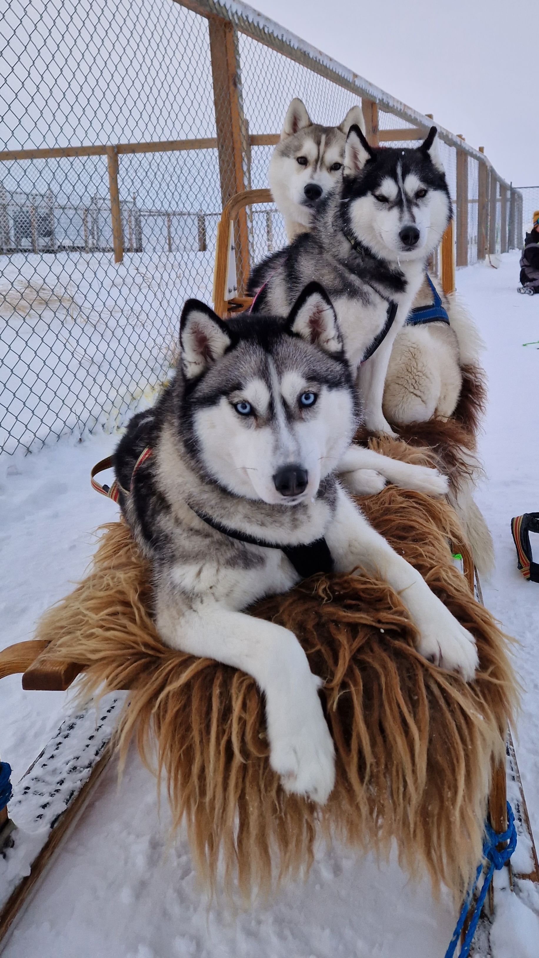 DÖGG enjoying the dogsled