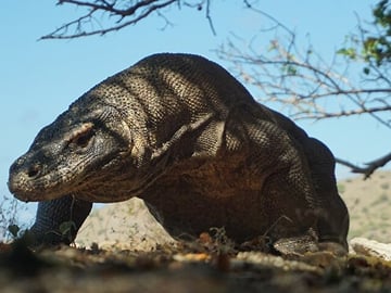 One Day Tours Komodo – Padar Island
