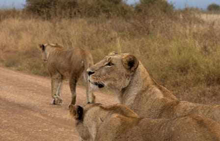 Night Game Drive Safari in Nairobi National Park