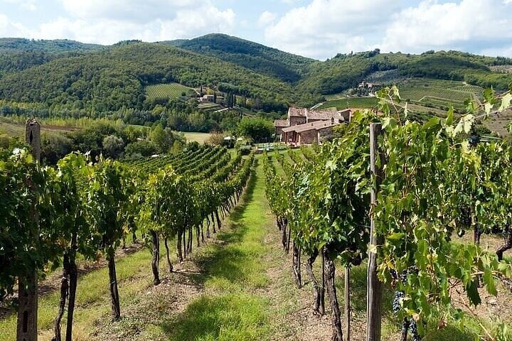 All In One; San Gimignano, Pisa and Siena Tour from Florence 7