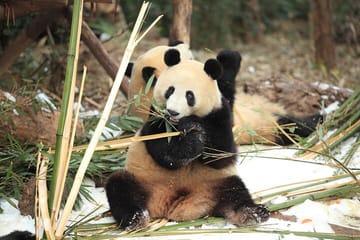 Giant Panda Viewing Experience at Chengdu Research Base