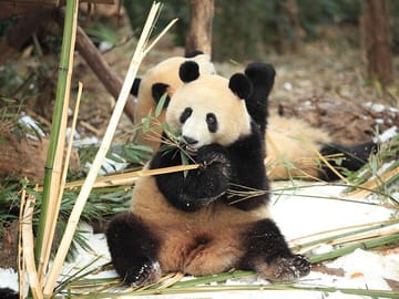 Chengdu Research Base of Giant Panda Breeding Ticket pre-booking