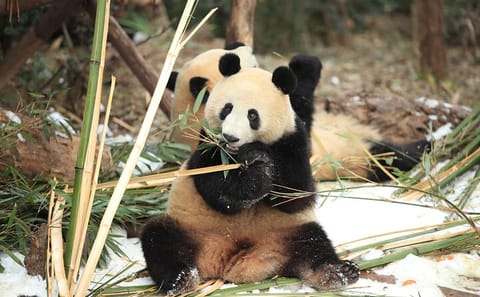 Giant Panda Viewing Experience at Chengdu Research Base