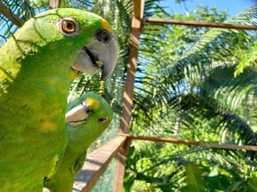 Colorful Parrots