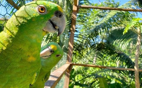 Coxen Hole Wildlife Encounter and City Tour with Beach Break