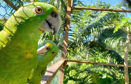 Coxen Hole Wildlife Encounter and City Tour with Beach Break