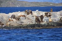 Snorkeling with Sea Lions