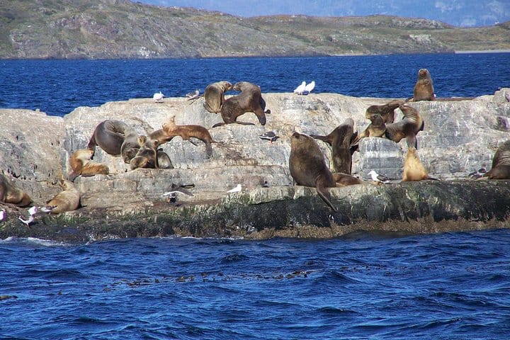 Snorkeling with Sea Lions