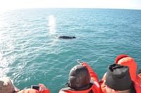 Reykjavík Whales & Helicopter Tour 3