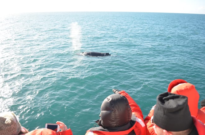 Reykjavík Whales & Helicopter Tour 3
