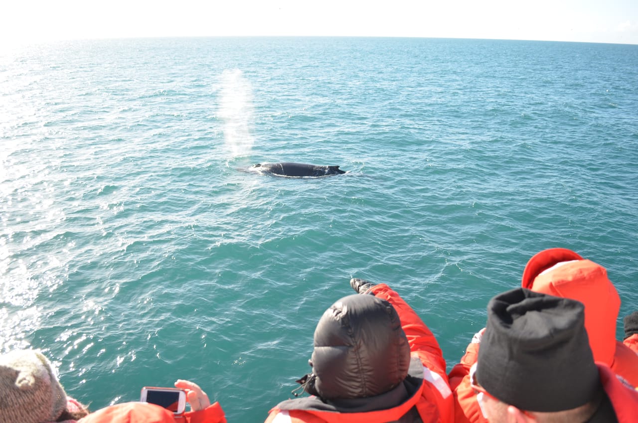 Reykjavík Whales & Helicopter Tour 3