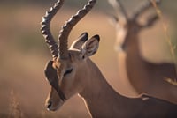 Lion & Elephant Safari Adventure Full-Day Tour 7