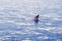 Private Dolphin Watching Experience in Zanzibar  3