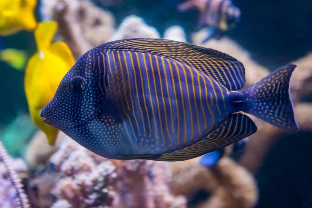 Marsa-Alam Snorkeling day trip Nefertari Cruise