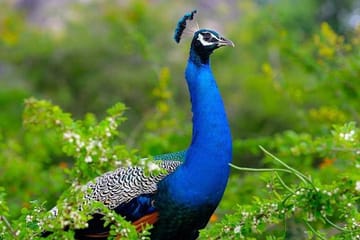 Bird Watching Sri Lanka