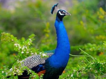 Bird Watching Tour in Galle, Habarana, and Katunayake