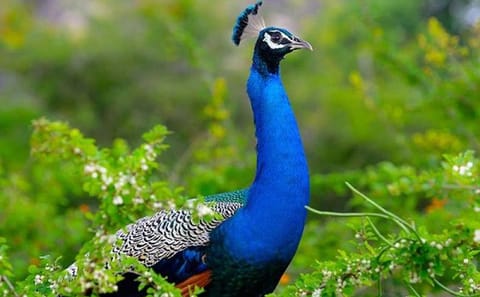 Bird Watching Tour in Galle, Habarana, and Katunayake