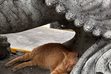 Wat Pho Evening Visit with Temple Cats