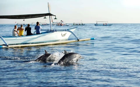 Sunrise Dolphin Watching and Waterfall Tour in North Bali