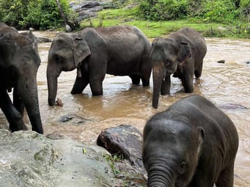 Chiang Mai: Waterfall, Elephant Sanctuary and Bamboo Rafting