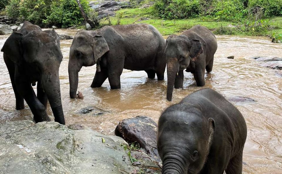 Chiang Mai: Waterfall, Elephant Sanctuary and Bamboo Rafting